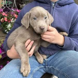 Bella, Silver Labrador Retriever Puppy